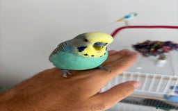 Budgerigars birds for sale: 2 Budgies for re homing - Image 4