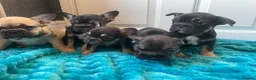 French Bulldog dogs for sale: 5 Frenchie pups ready for their forever homes🐶🏡 - Advert 8