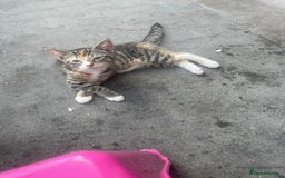 Mixed Breed cats for sale: FEMALE KITTEN - microchipped, flea&worm treated!  - Image 25