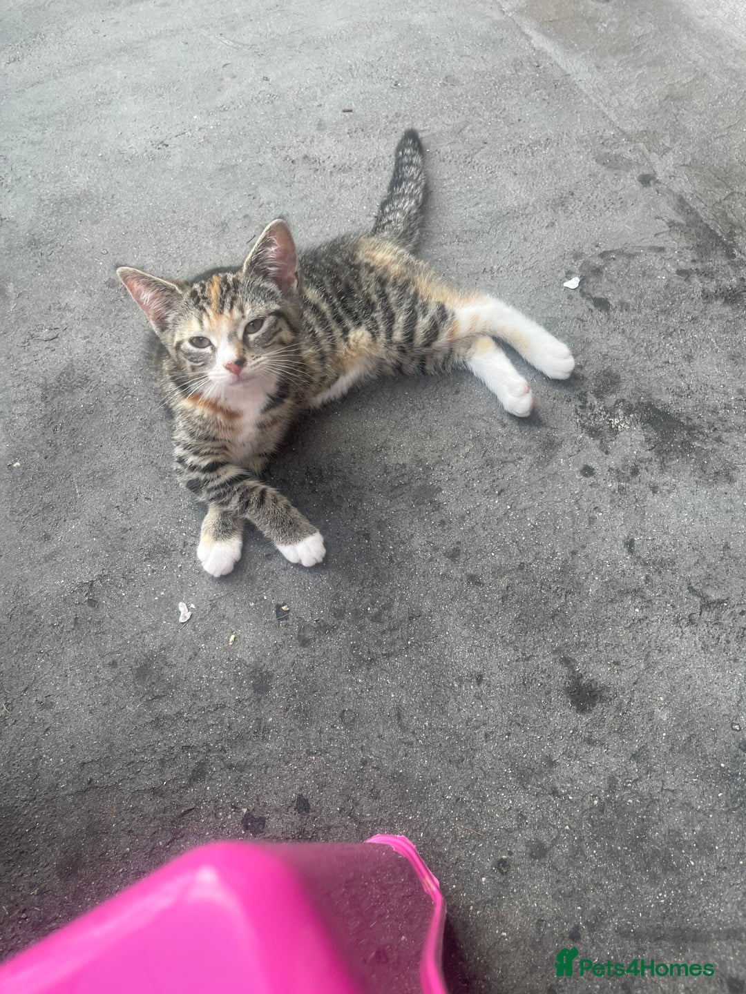 Mixed Breed cats for sale: FEMALE KITTEN - microchipped, flea&worm treated!  - Image 25