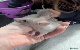 Rat rodents for sale: Male rats very friendly ready now  - Advert 5