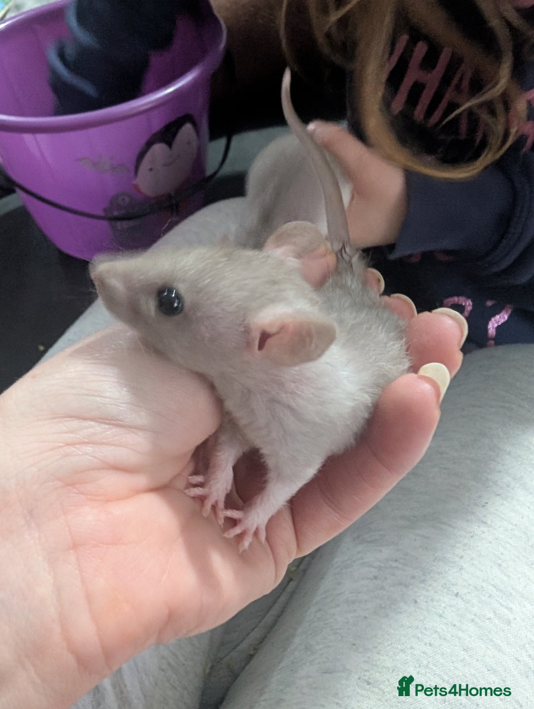 Rat rodents for sale: Male rats very friendly ready now  - Advert 5