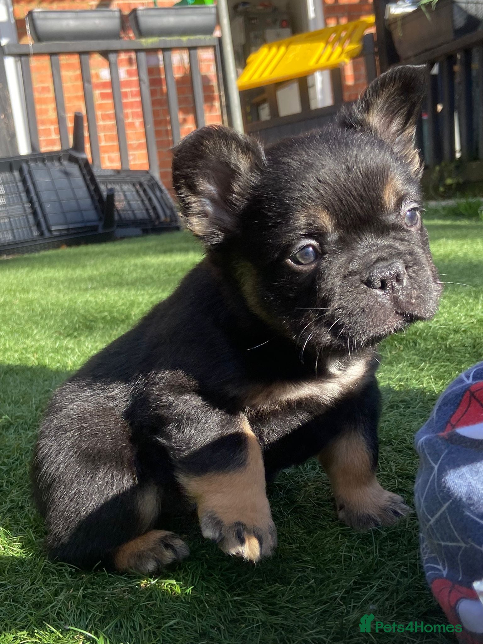 French Bulldog dogs FLUFFY FRENCHIE READY NOW - Advert 7