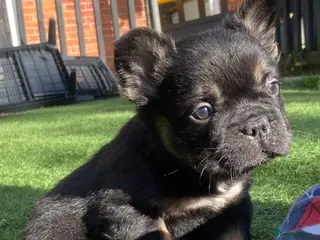 French Bulldog dogs FLUFFY FRENCHIE READY NOW - Advert 7