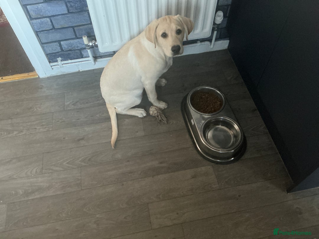 Labrador Retriever dogs for sale: Labrador retriever  - Image 8
