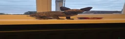 Sphynx cats for sale: Grey/marbel female sphynx kitten - Advert 2
