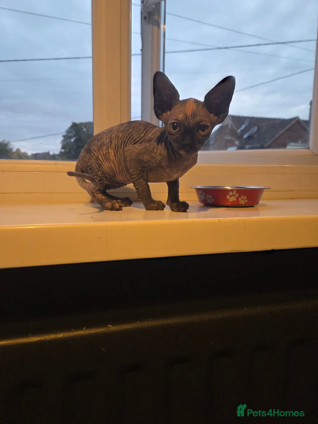 Sphynx cats for sale: Grey/marbel female sphynx kitten - Advert 2