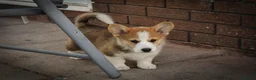 Welsh Corgi Pembroke dogs for sale:  Pembrokeshire Corgi Puppies for sale!🏡 - Advert 16