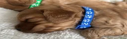Cavapoo dogs for sale:  280 ALL CLEAR Extensively Health tested 🩷💙🐾 - Advert 5