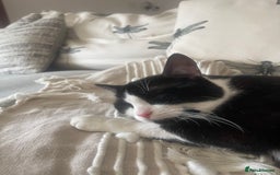 Mixed Breed cats for sale: Looking for a good home  - Image 2