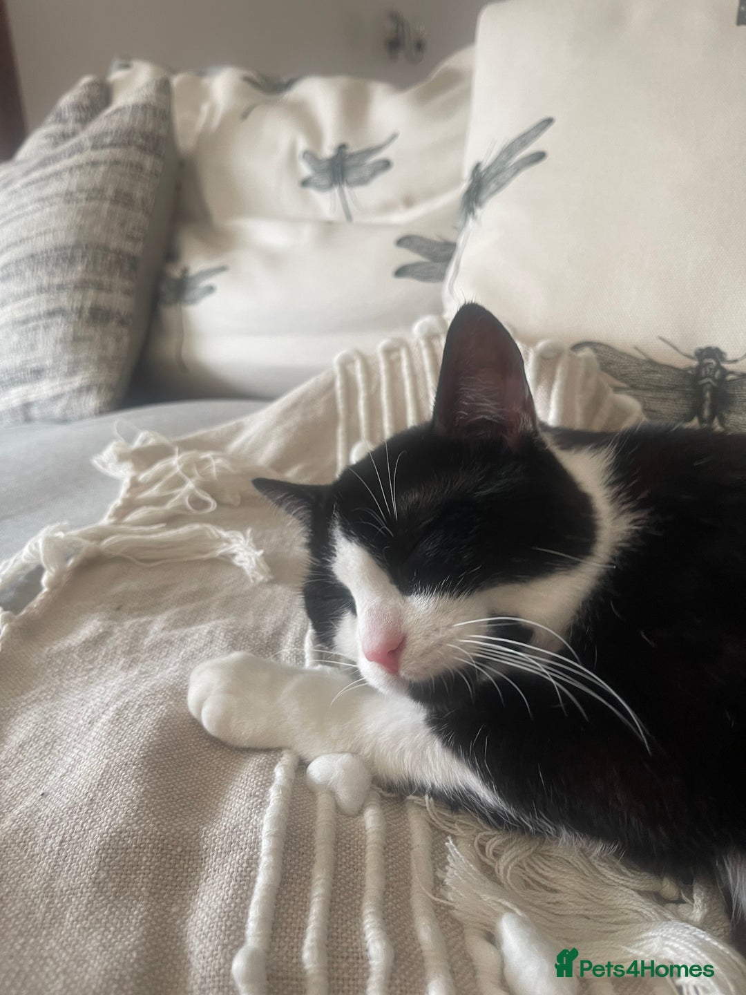 Mixed Breed cats for sale: Looking for a good home  - Image 2