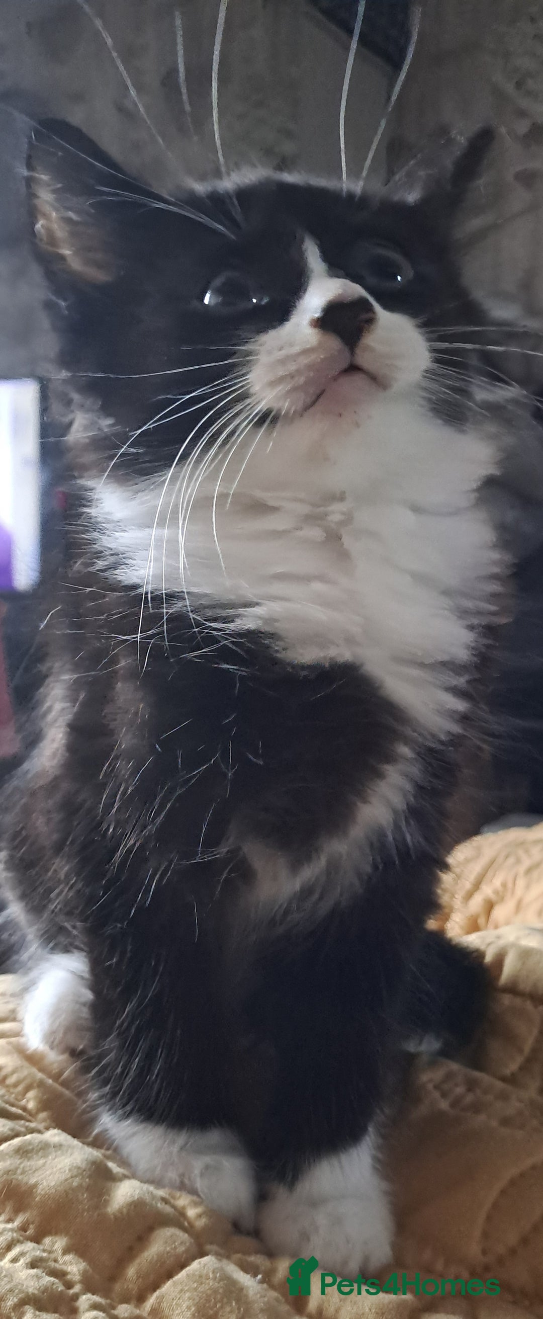 Mixed Breed cats for sale:  Fluffy longhaired Kitten with Love Heart Nose  - Advert 2