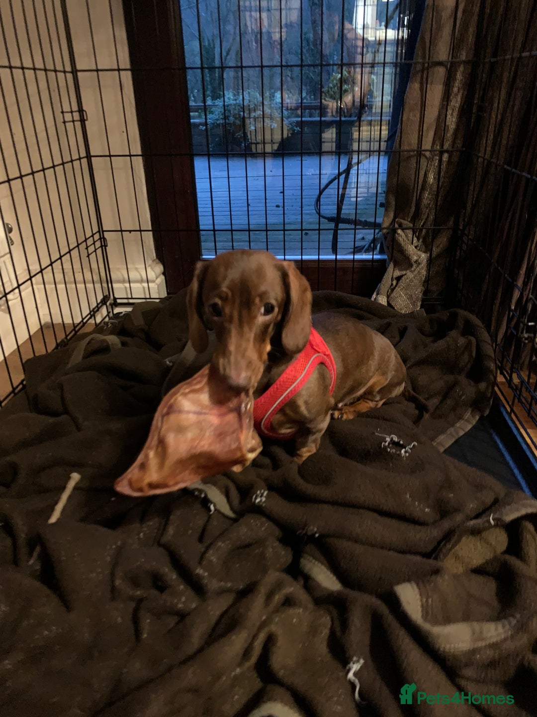 Miniature Dachshund dogs for sale: 2 miniature Dachshunds  - Advert 2