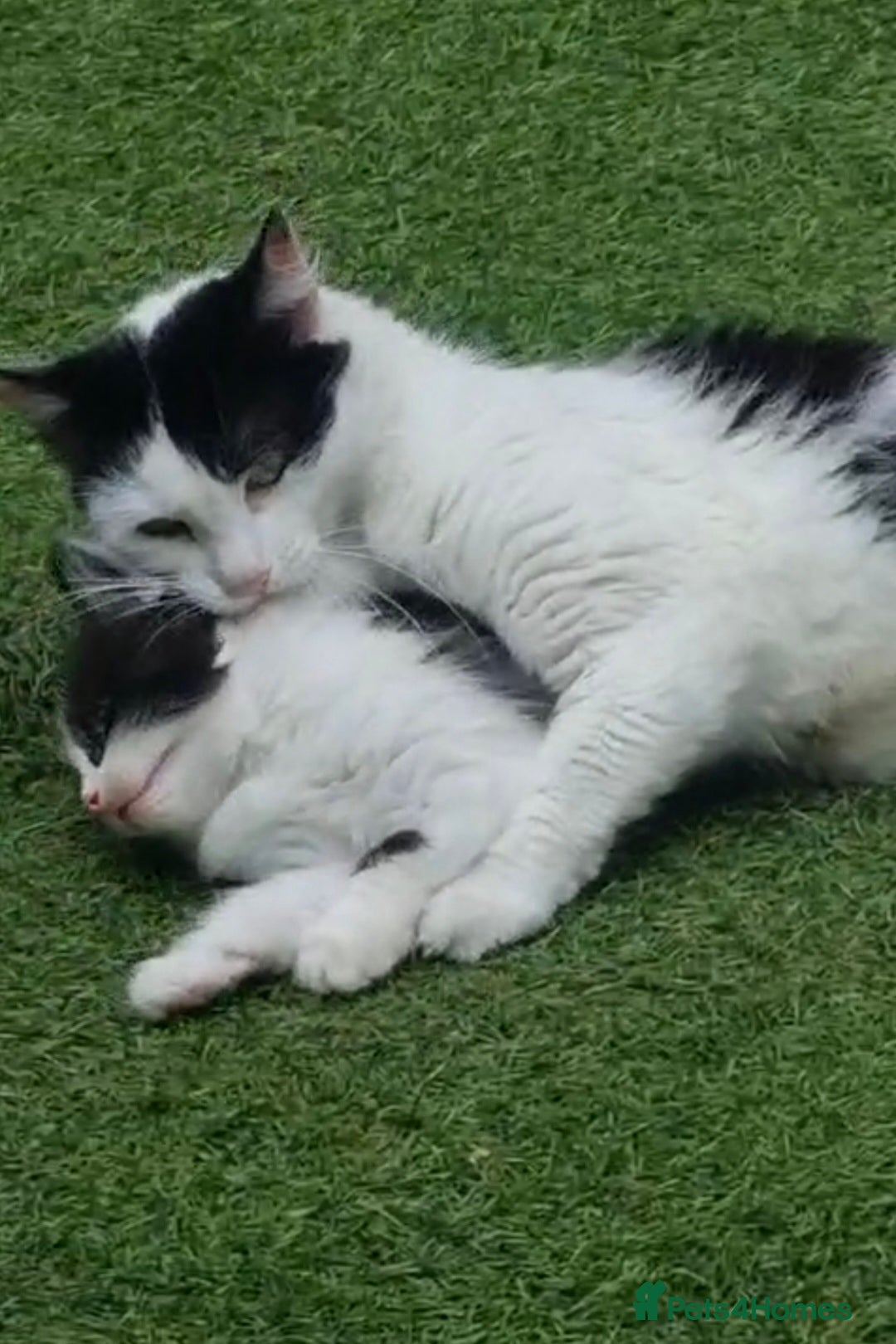 British Longhair cats for sale: 3 kittens available - Image 6