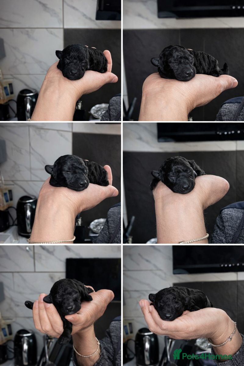 Toy Poodle dogs Beautiful toy poodle girl  - Advert 13