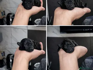 Toy Poodle dogs Beautiful toy poodle girl - Advert 13