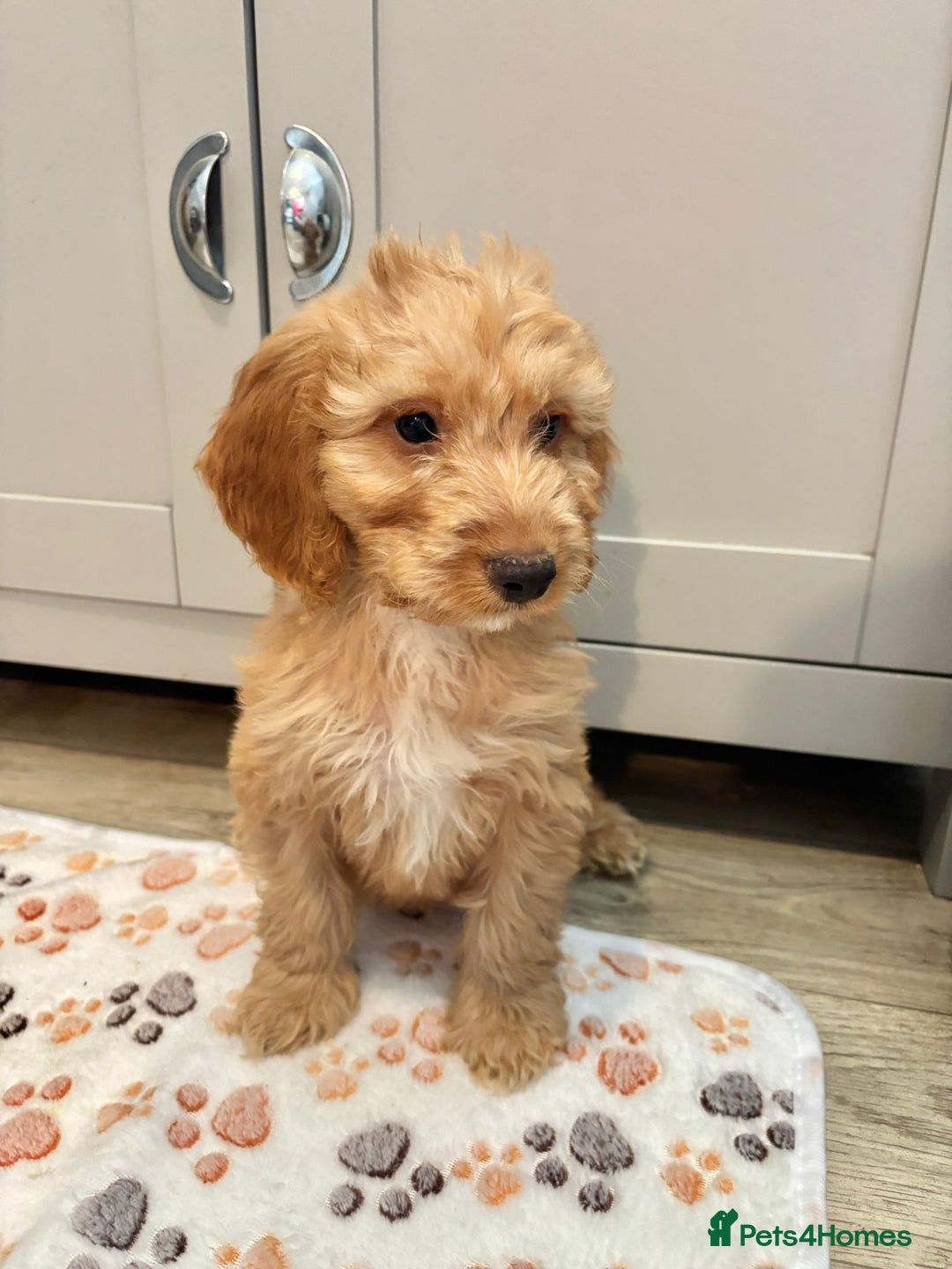 Cockapoo dogs for sale: Cockapoo Puppies Ready Now Fully Vaccinated  - Advert 16