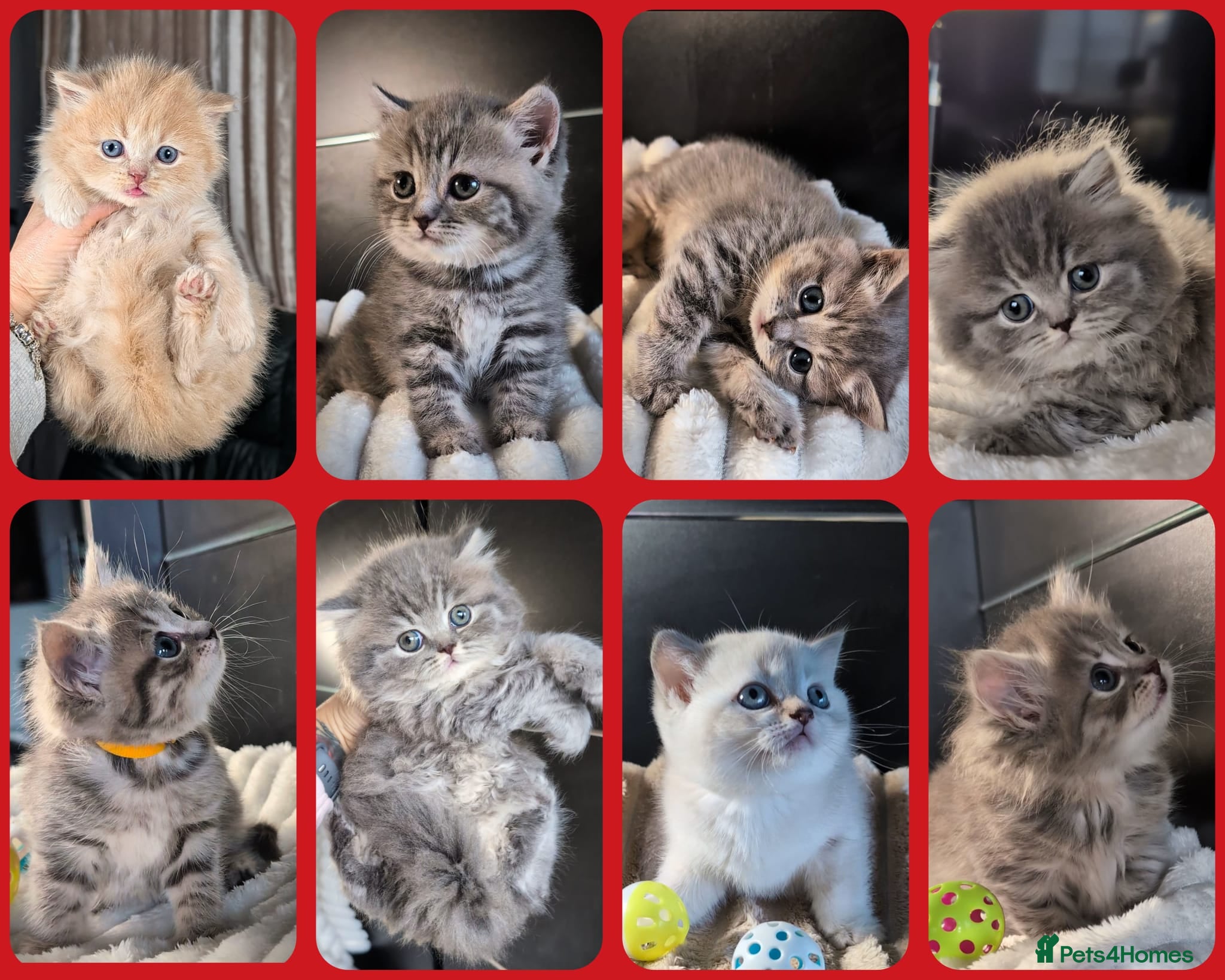 British Longhair cats 💖💙 BSH ● TICA & GCCF reg ●  - Advert 2