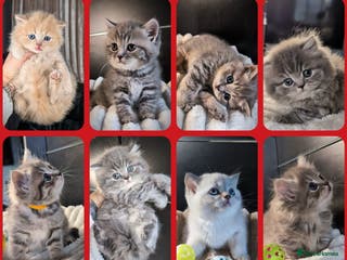 British Longhair cats LAST KITTEN 💖💙 BSH and BLH ● TICA & GCCF reg ● - Advert 2