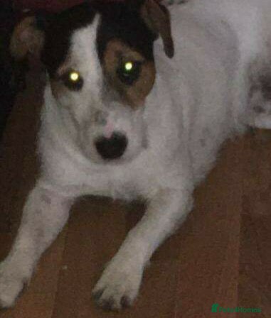 Jack Russell dogs for sale: Jack Russell Bruce in need of rehoming  - Advert 3