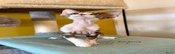 Devon Rex cats for sale: Super cute Devon Rex boy - Advert 1