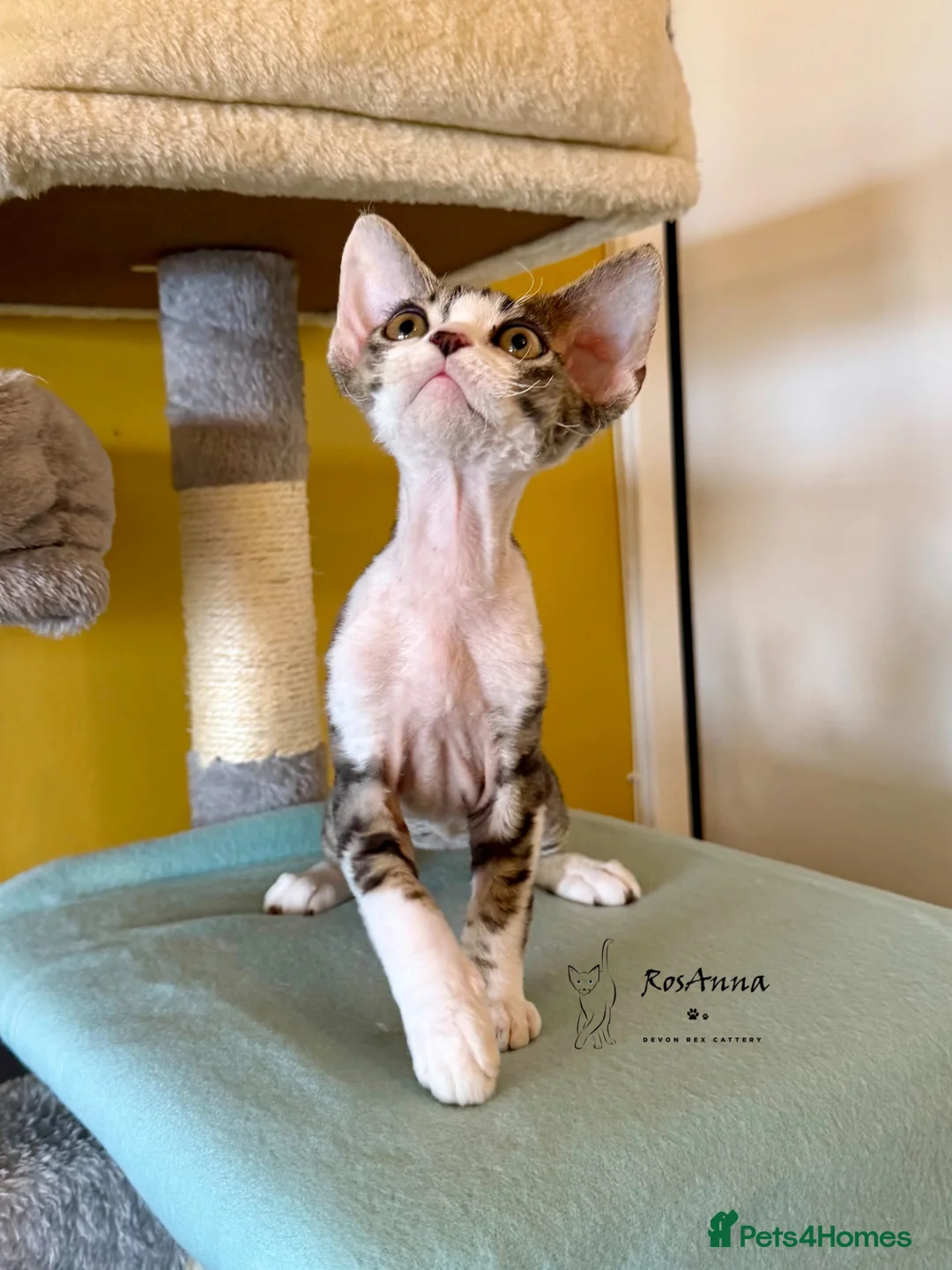 Devon Rex cats for sale: Super cute Devon Rex boy - Advert 1