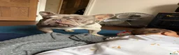 French Bulldog dogs for stud: 💙 FRENCH BULLDOG STUD AVAILABLE 💙 in Bromley - Advert 4
