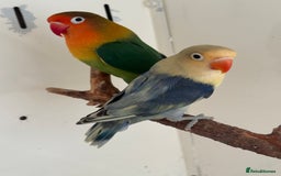 Lovebirds birds for sale: Proven breeding pair for Sale - Image 4