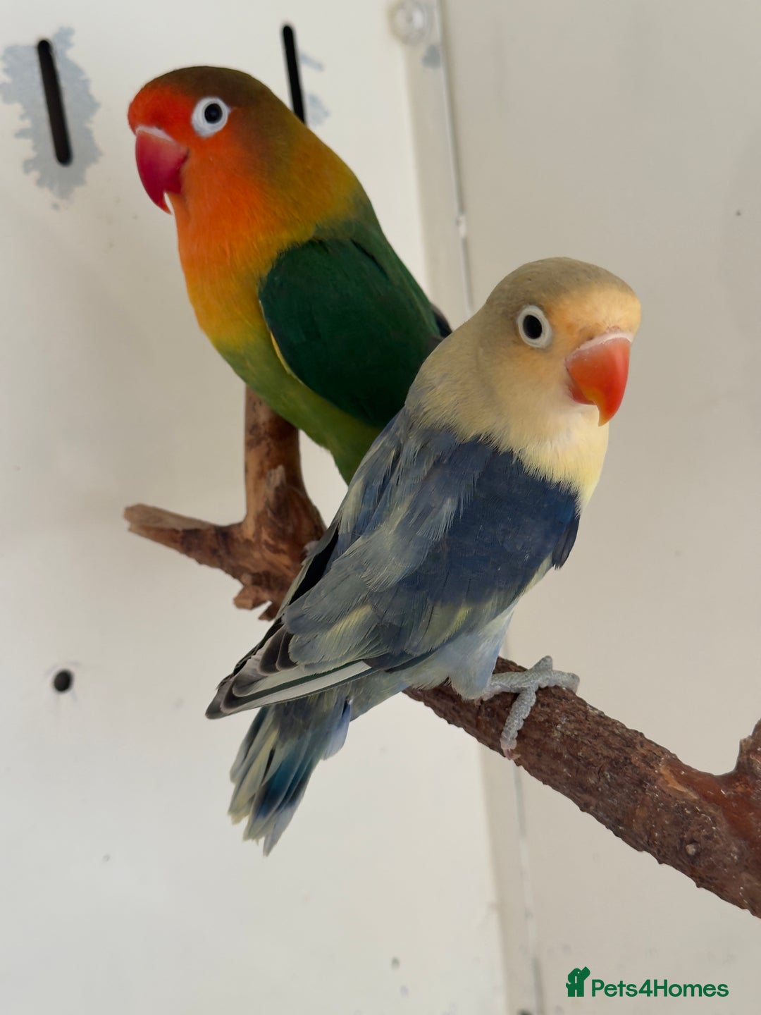 Lovebirds birds for sale: Proven breeding pair for Sale - Image 4