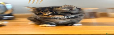 Mixed Breed 3