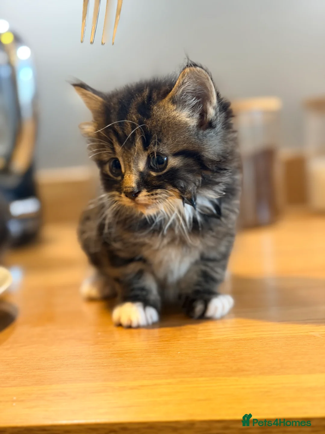 Mixed Breed cats for sale: Kittens for sale  - Advert 2
