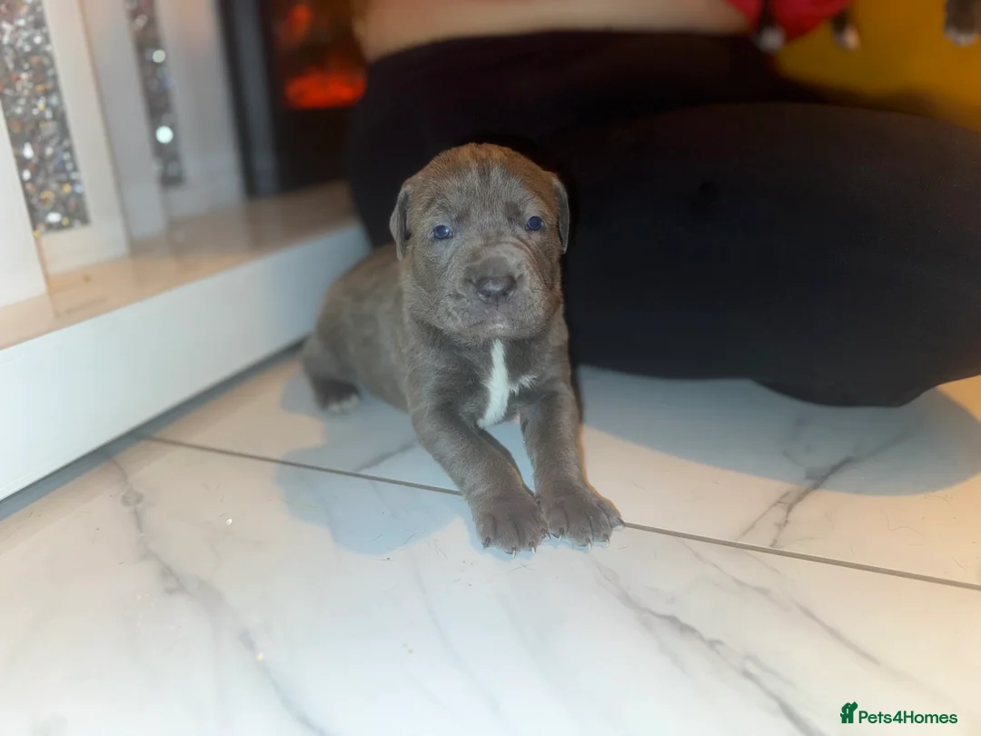 Cane Corso dogs for sale: Outstanding cane corso pups 🐶  - Advert 9
