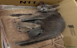British Shorthair cats for sale: 3 left! British short hairs  - Image 6