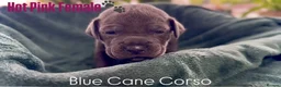 Cane Corso dogs for sale: Cane corso  - Advert 13