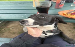 Mixed Breed dogs for sale: Spaniel x Terrier - Image 4