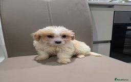 Cavachon dogs for sale: Cavachon puppies  - Advert 1