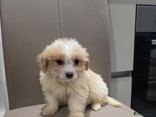Cavachon dogs for sale: Cavachon puppies - Advert 1