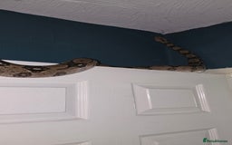 Boa Snake reptiles for sale: Boa constrictor (don't know what sex) - Image 3