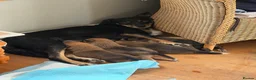 Mixed Breed dogs for sale: Beautiful Tri coloured pups - Advert 1