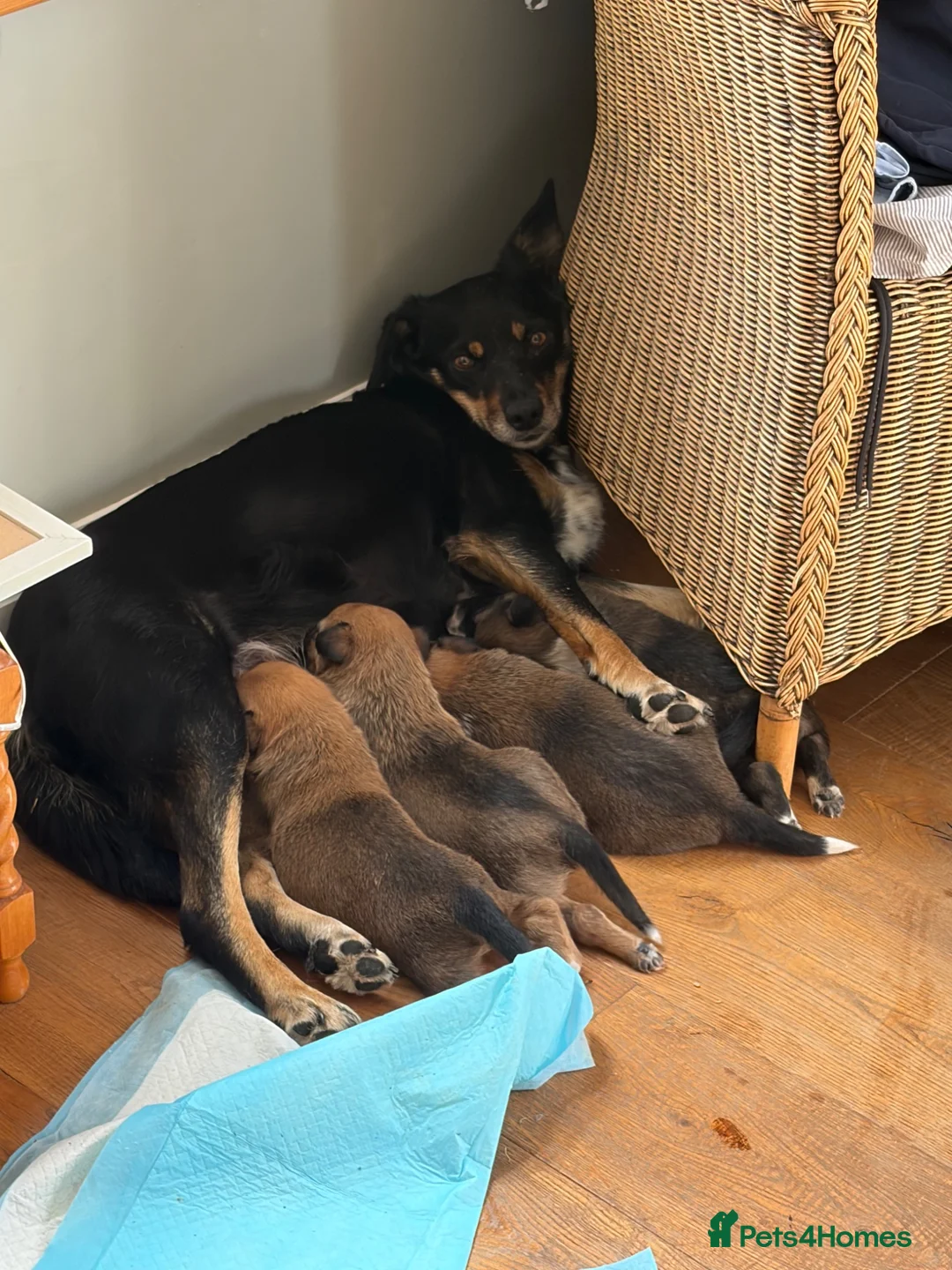 Mixed Breed dogs for sale: Beautiful Tri coloured pups - Advert 1