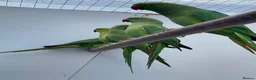 Ringnecks birds for sale: Tame Ringnecks for sale lovely kind birds  in Chesterfield - Advert 2