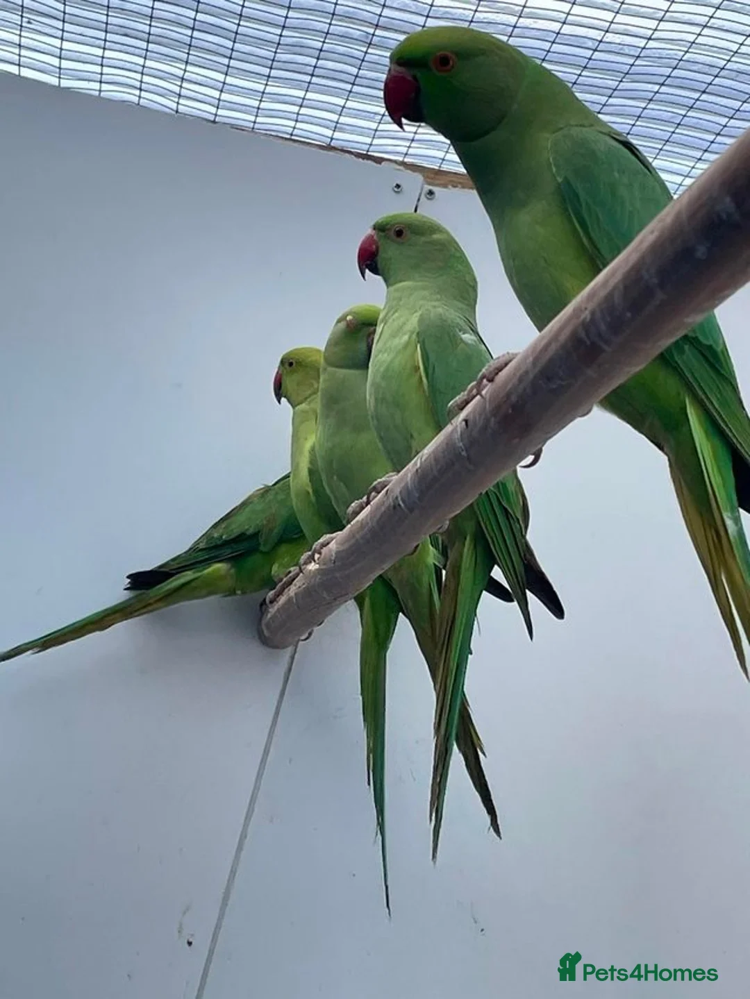 Ringnecks birds for sale: Tame Ringnecks for sale lovely kind birds  in Chesterfield - Advert 2