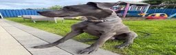 Great Dane dogs for stud: Blue Great Dane STUD in Newtownabbey - Advert 2