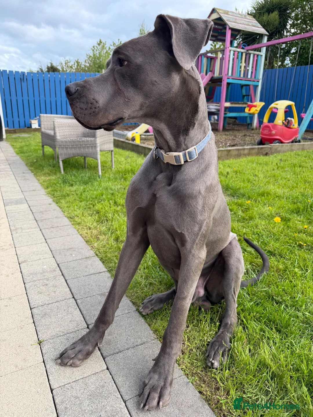 Great Dane dogs for stud: Blue Great Dane STUD in Newtownabbey - Advert 2