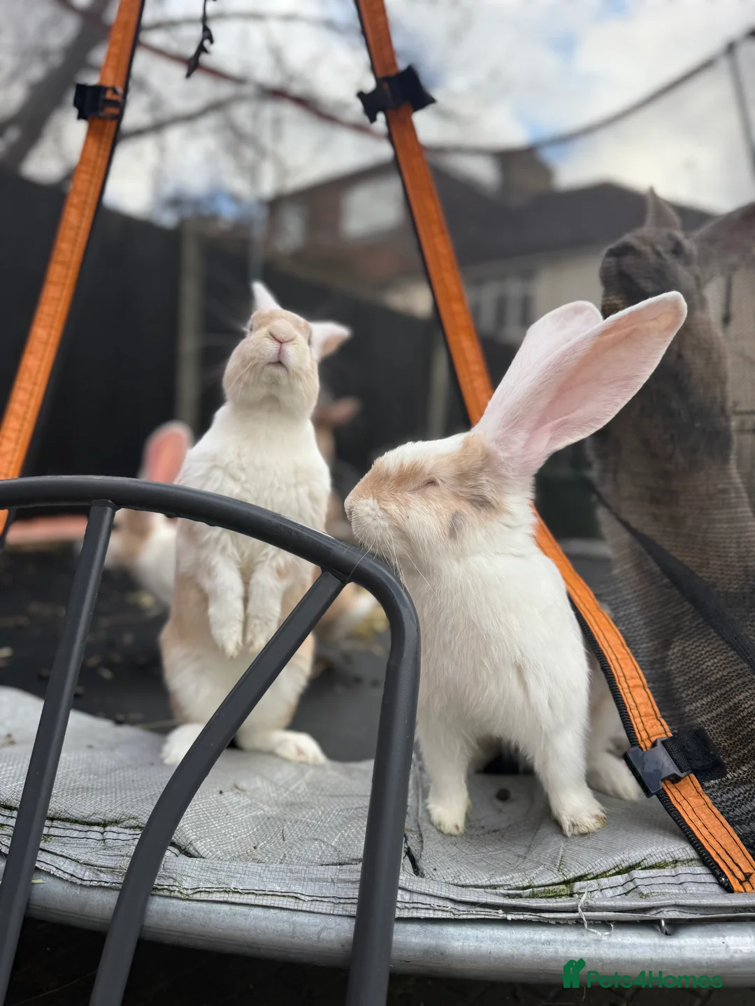 Continental Giant rabbits for sale: Giants Rabbits  - Advert 2