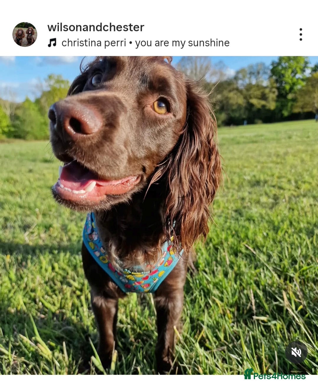 Cocker Spaniel dogs for stud: Pure bread 9th generation working cocker - Advert 3