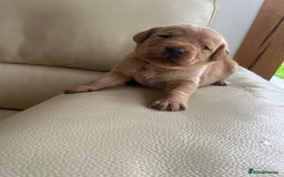 Labrador Retriever dogs for sale: KC Registered Fox Red Labrador puppies - Image 11