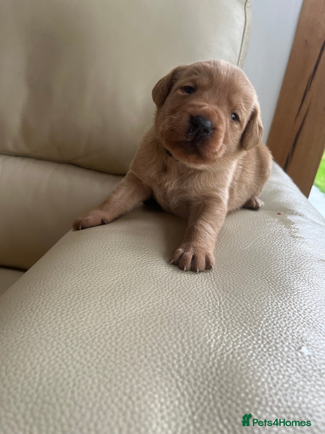 Labrador Retriever dogs for sale: KC Registered Fox Red Labrador puppies - Image 11