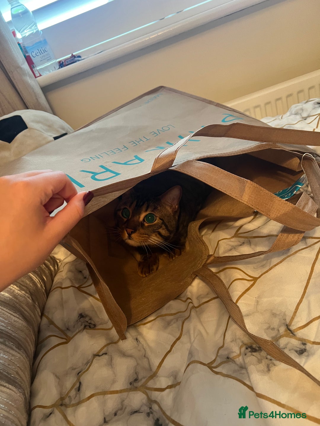 Domestic Shorthair cats for sale: Good to a loving home  - Image 2
