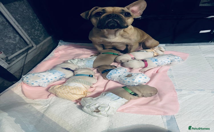 French Bulldog dogs - Advert 14